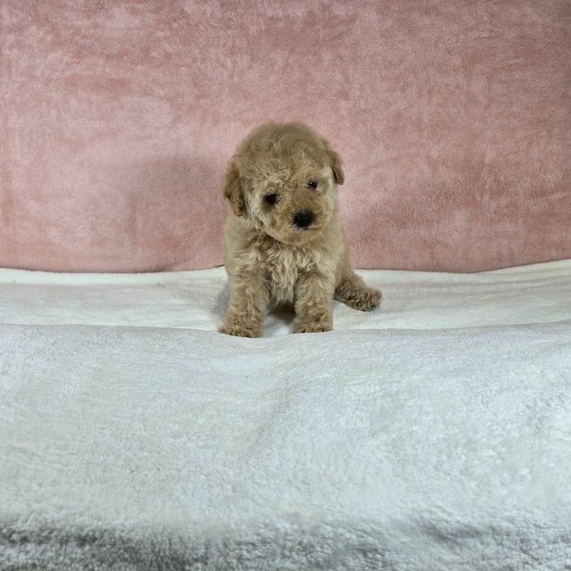 販売中の大阪府のトイプードル-428481の2枚目