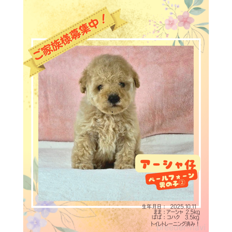 販売中の大阪府のトイプードル-428481の1枚目