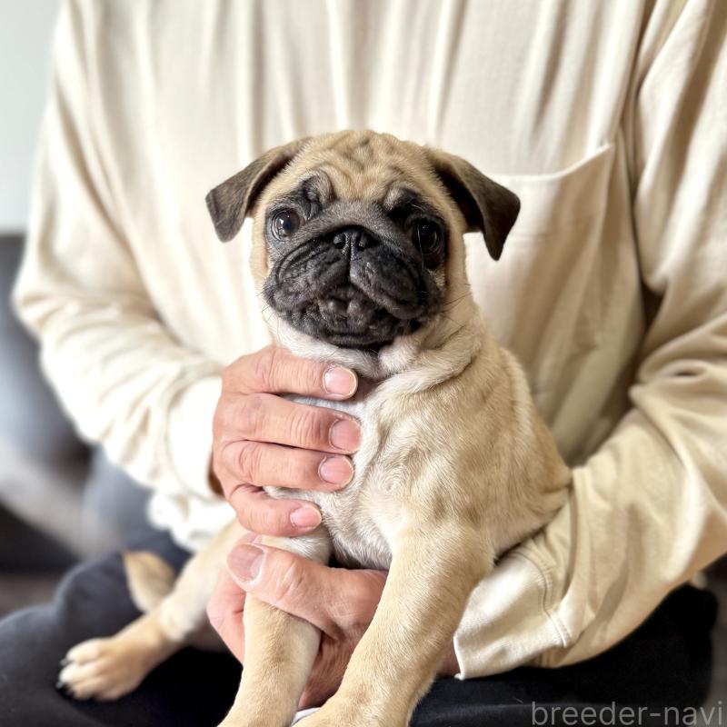 販売中の山口県のパグ-417105