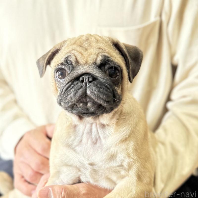 成約済の山口県のパグ-417105の6枚目