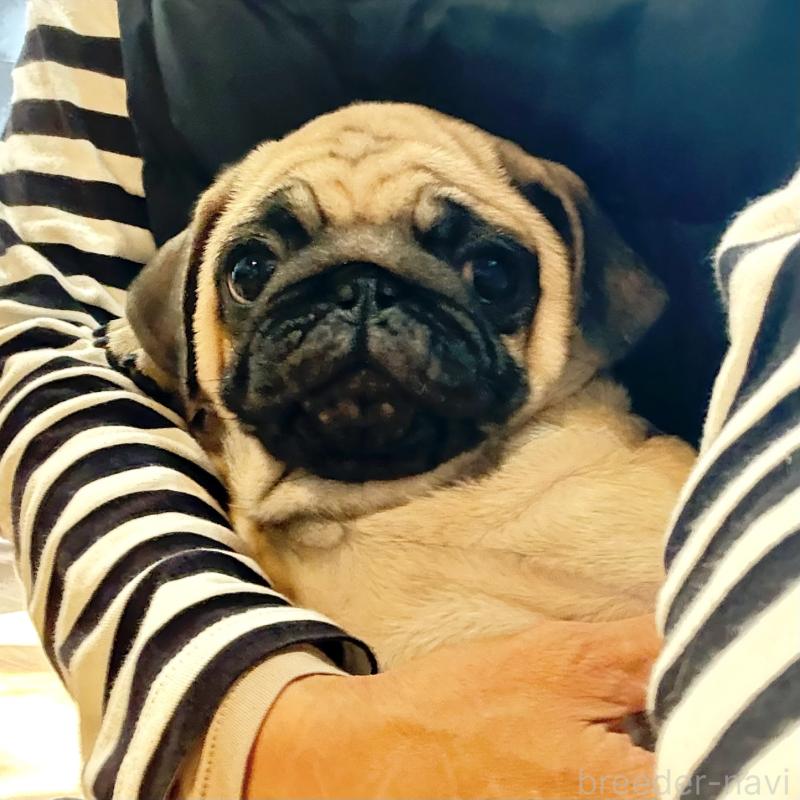 成約済の山口県のパグ-417105の5枚目