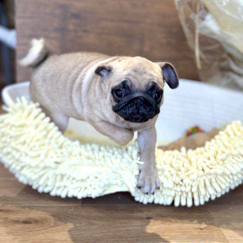 成約済の山口県のパグ-417105の4枚目