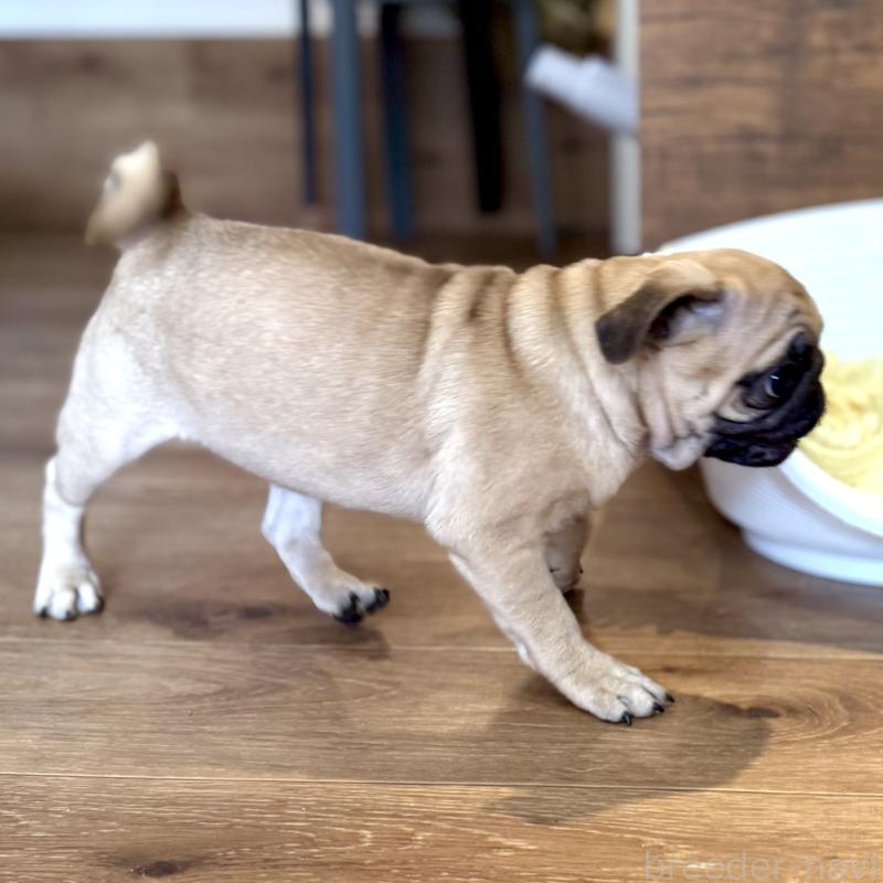 成約済の山口県のパグ-417105の3枚目