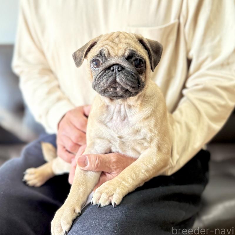 成約済の山口県のパグ-417105の2枚目