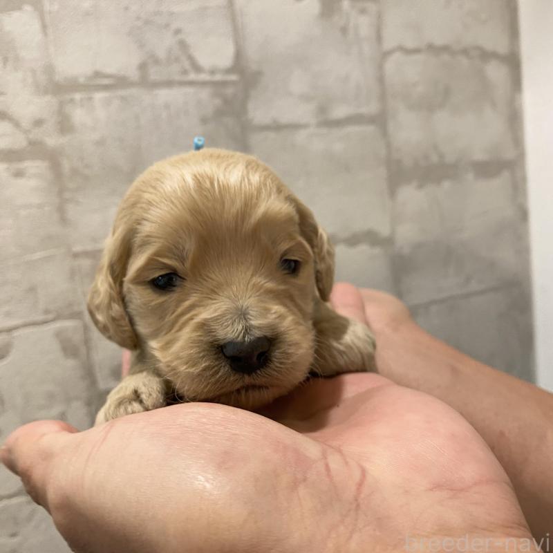 販売中の群馬県のゴールデンドゥードル:ゴールデンレトリーバー×プードル-428482の6枚目