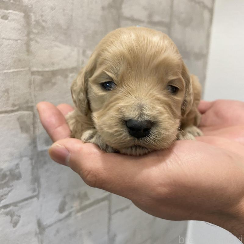 販売中の群馬県のゴールデンドゥードル:ゴールデンレトリーバー×プードル-428482の5枚目