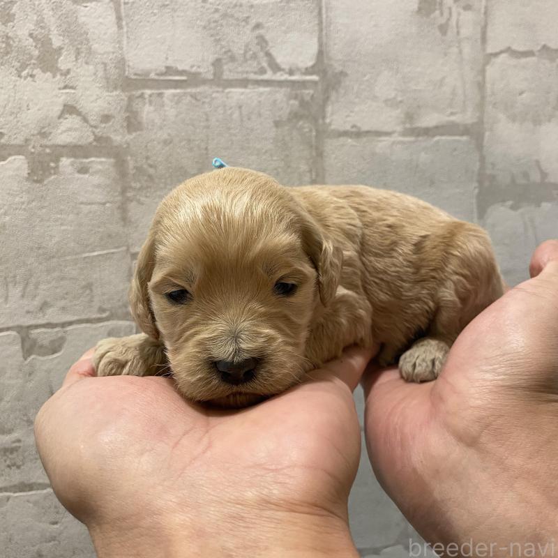 販売中の群馬県のゴールデンドゥードル:ゴールデンレトリーバー×プードル-428482の4枚目