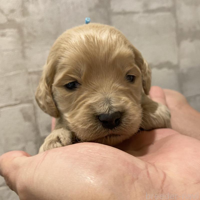 販売中の群馬県のゴールデンドゥードル:ゴールデンレトリーバー×プードル-428482の3枚目