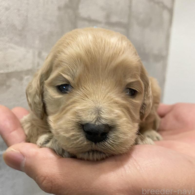 販売中の群馬県のゴールデンドゥードル:ゴールデンレトリーバー×プードル-428482の2枚目