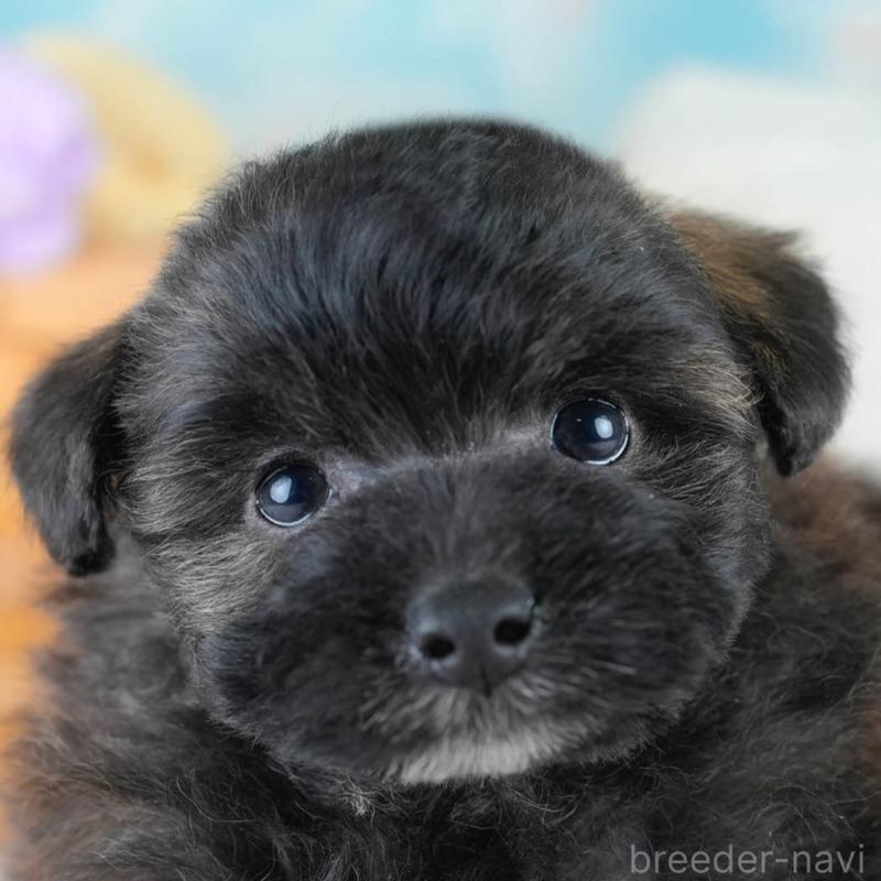 販売中の埼玉県のポメプー:ポメラニアン×トイプードル-428854