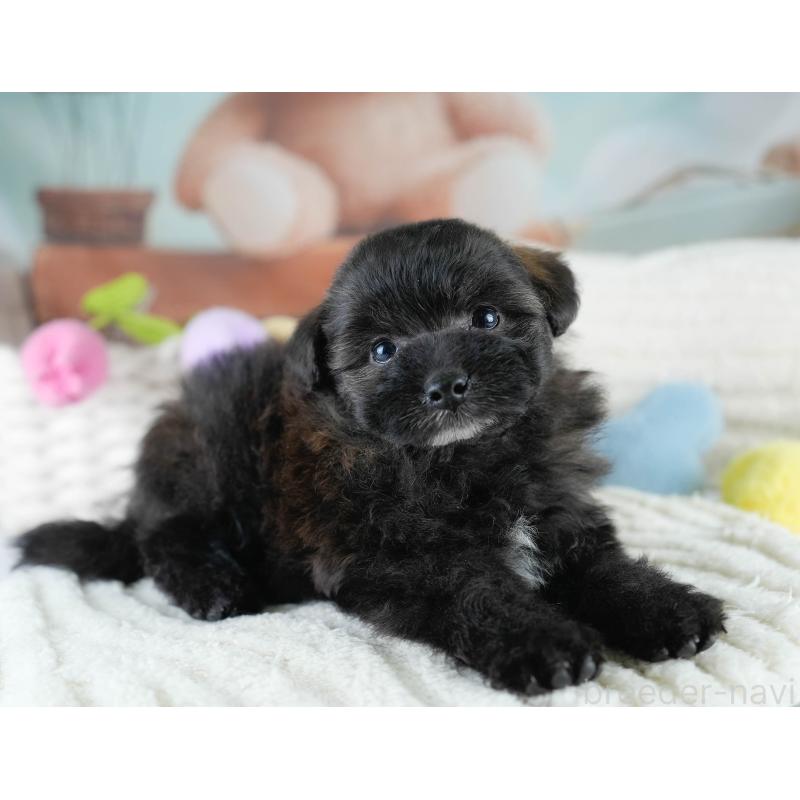 販売中の埼玉県のポメプー:ポメラニアン×トイプードル-428854の11枚目