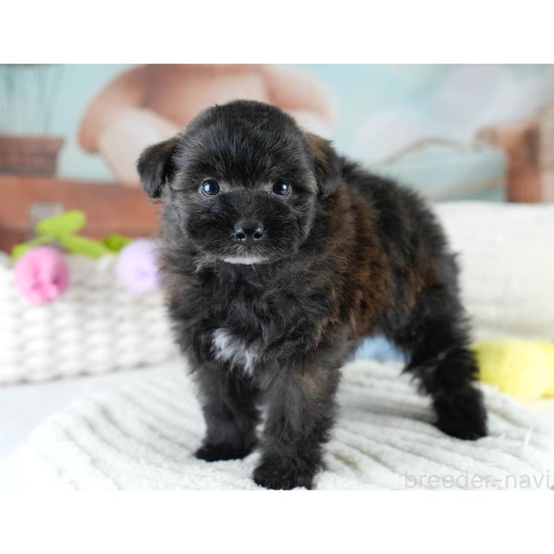 販売中の埼玉県のポメプー:ポメラニアン×トイプードル-428854の10枚目