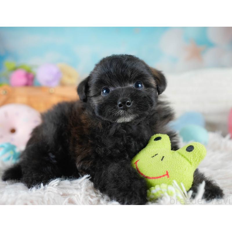 販売中の埼玉県のポメプー:ポメラニアン×トイプードル-428854の9枚目