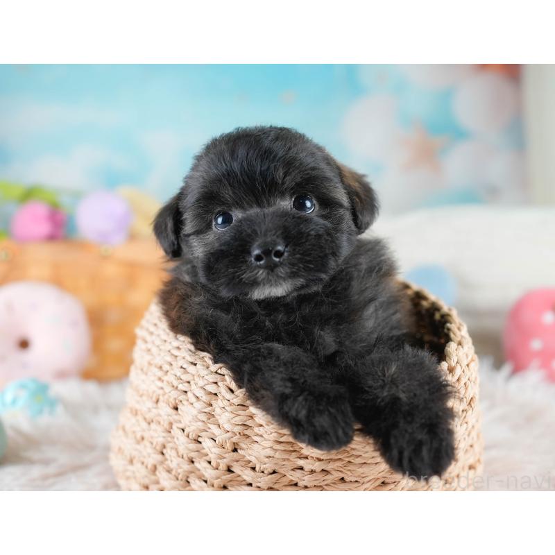 販売中の埼玉県のポメプー:ポメラニアン×トイプードル-428854の8枚目