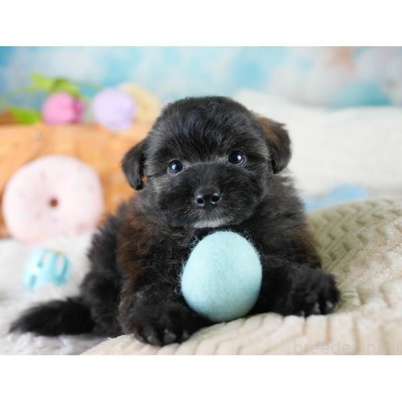 販売中の埼玉県のポメプー:ポメラニアン×トイプードル-428854の7枚目