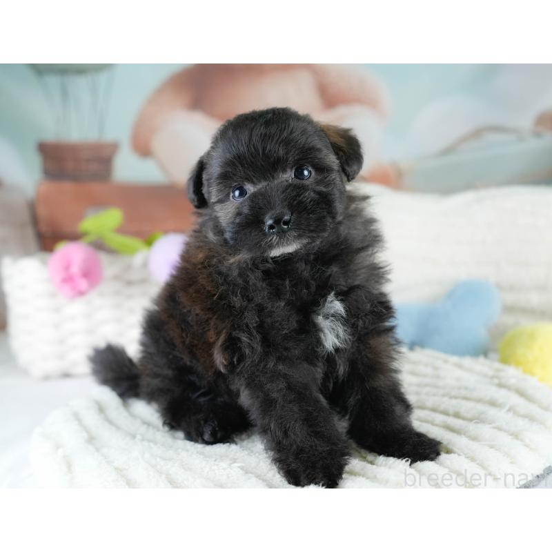 販売中の埼玉県のポメプー:ポメラニアン×トイプードル-428854の6枚目