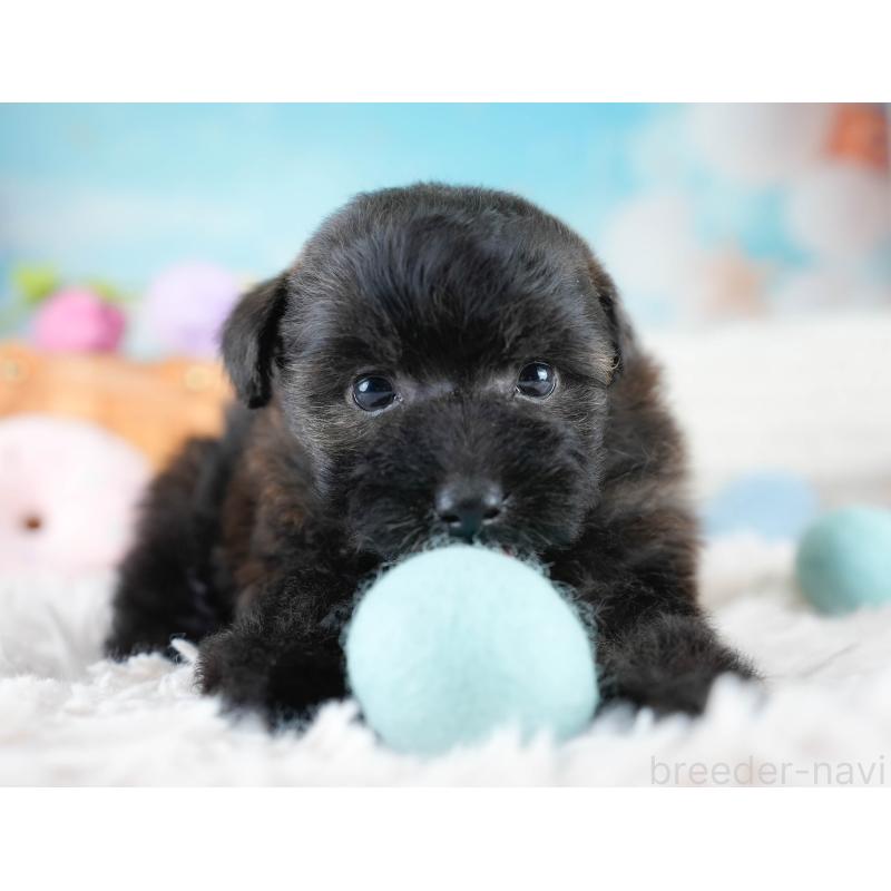 販売中の埼玉県のポメプー:ポメラニアン×トイプードル-428854の5枚目