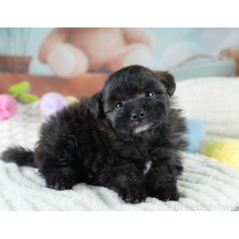 販売中の埼玉県のポメプー:ポメラニアン×トイプードル-428854の4枚目