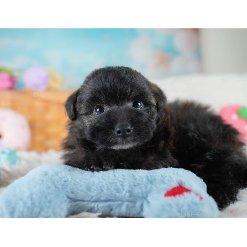 販売中の埼玉県のポメプー:ポメラニアン×トイプードル-428854の3枚目