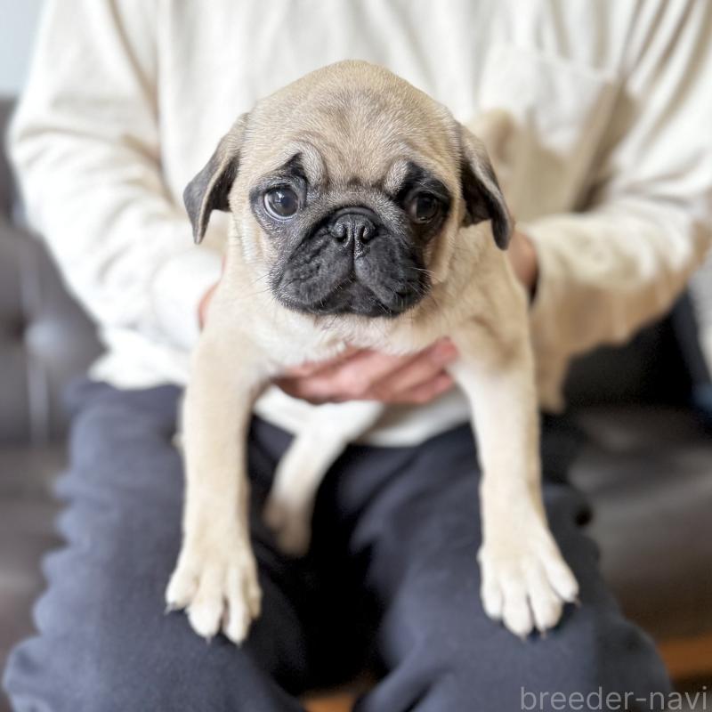 販売中の山口県のパグ-422886