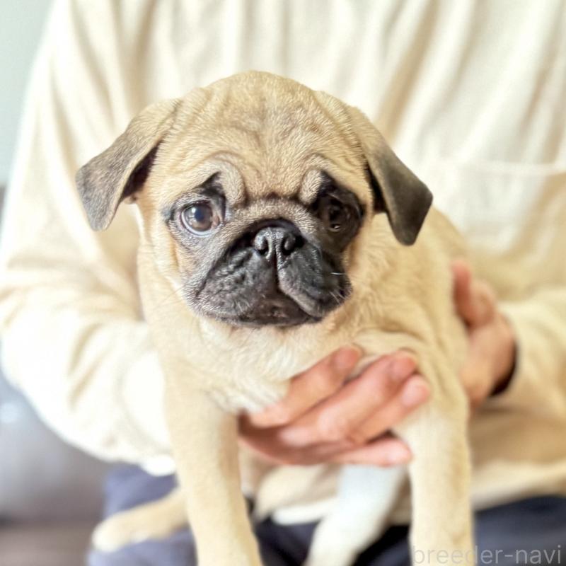 成約済の山口県のパグ-422886の5枚目