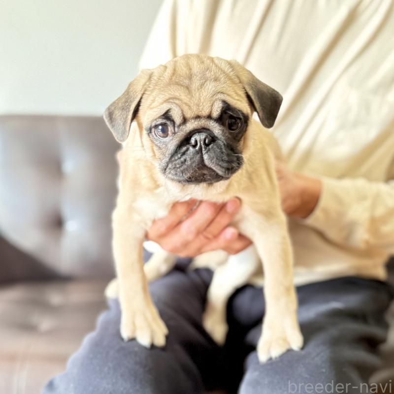 成約済の山口県のパグ-422886の4枚目