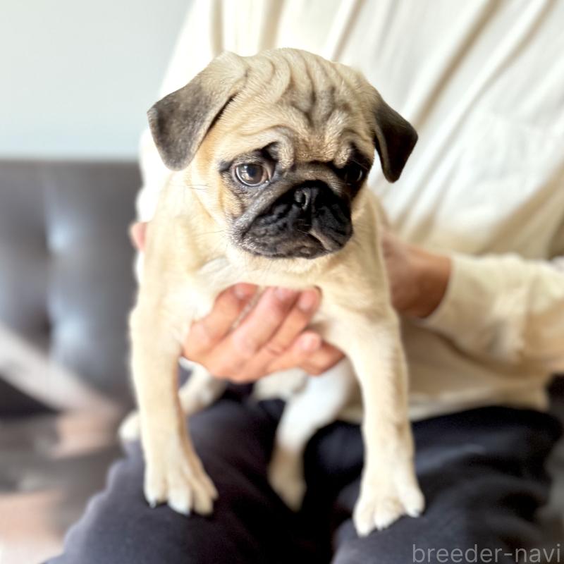 成約済の山口県のパグ-422886の3枚目