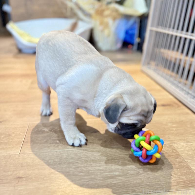 成約済の山口県のパグ-422886の2枚目