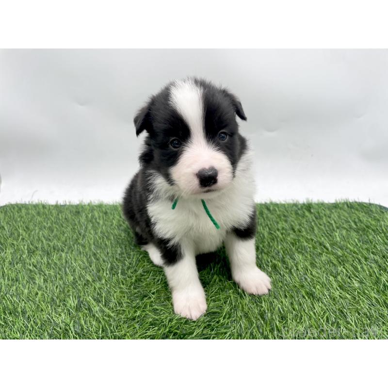 販売中の愛知県のボーダーコリー-428483