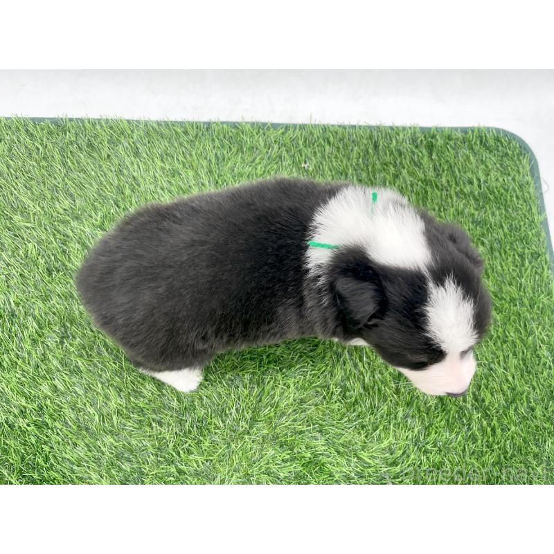 販売中の愛知県のボーダーコリー-428483の4枚目