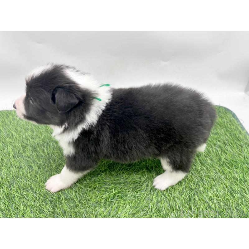 販売中の愛知県のボーダーコリー-428483の2枚目