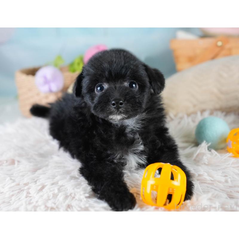 販売中の埼玉県のポメプー:ポメラニアン×トイプードル-428855の11枚目