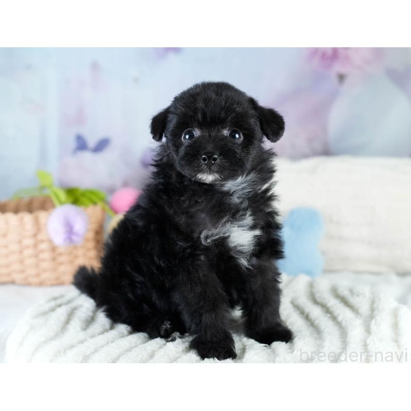 販売中の埼玉県のポメプー:ポメラニアン×トイプードル-428855の10枚目