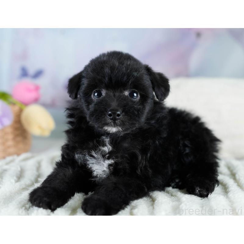 販売中の埼玉県のポメプー:ポメラニアン×トイプードル-428855の9枚目