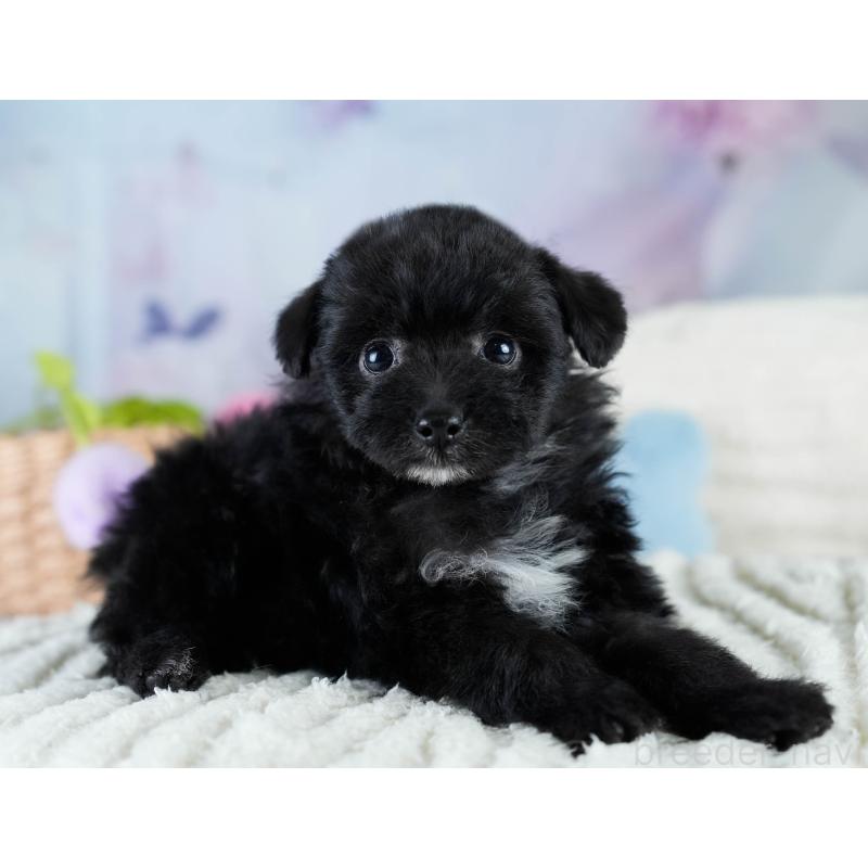 販売中の埼玉県のポメプー:ポメラニアン×トイプードル-428855の8枚目