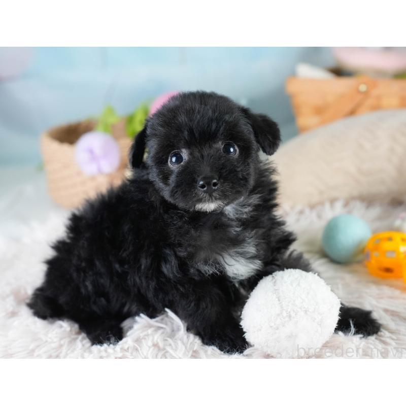 販売中の埼玉県のポメプー:ポメラニアン×トイプードル-428855の7枚目