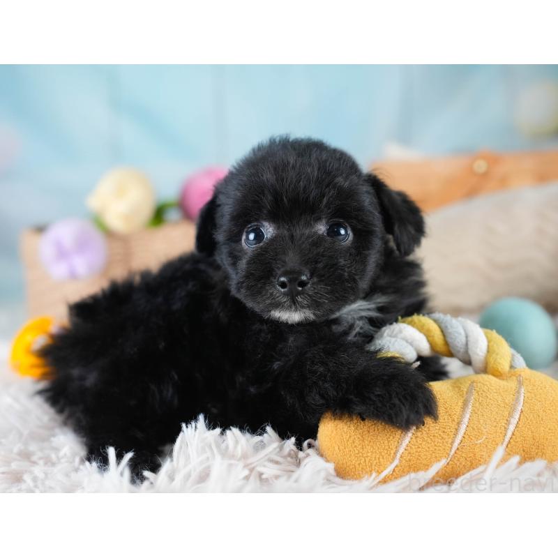 販売中の埼玉県のポメプー:ポメラニアン×トイプードル-428855の6枚目