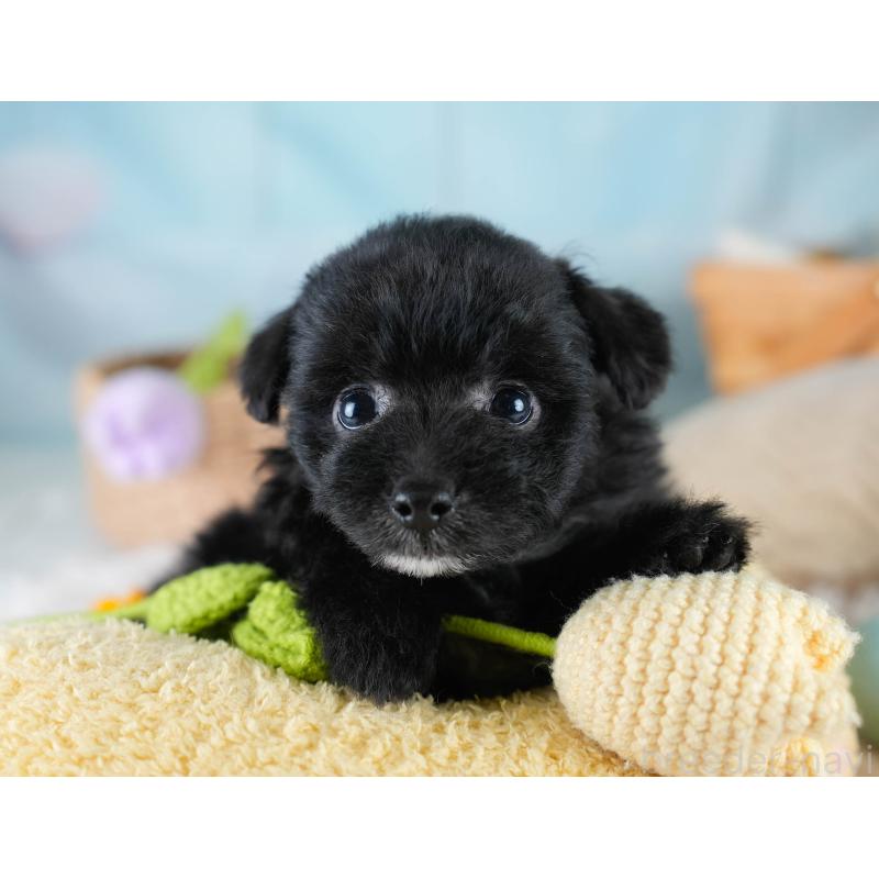 販売中の埼玉県のポメプー:ポメラニアン×トイプードル-428855の5枚目