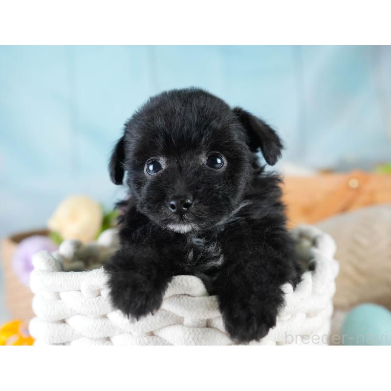 販売中の埼玉県のポメプー:ポメラニアン×トイプードル-428855の4枚目