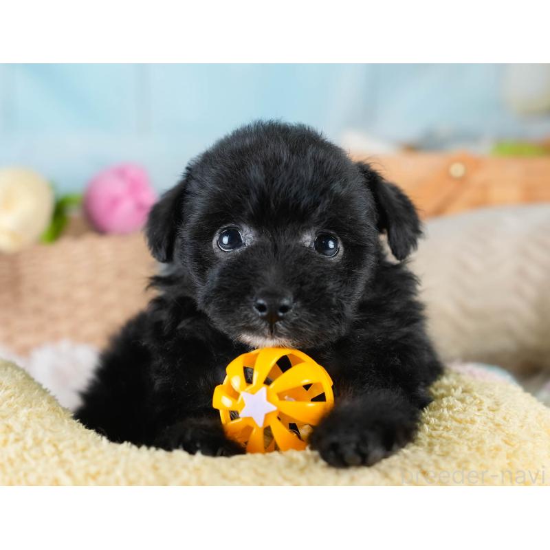 販売中の埼玉県のポメプー:ポメラニアン×トイプードル-428855の3枚目