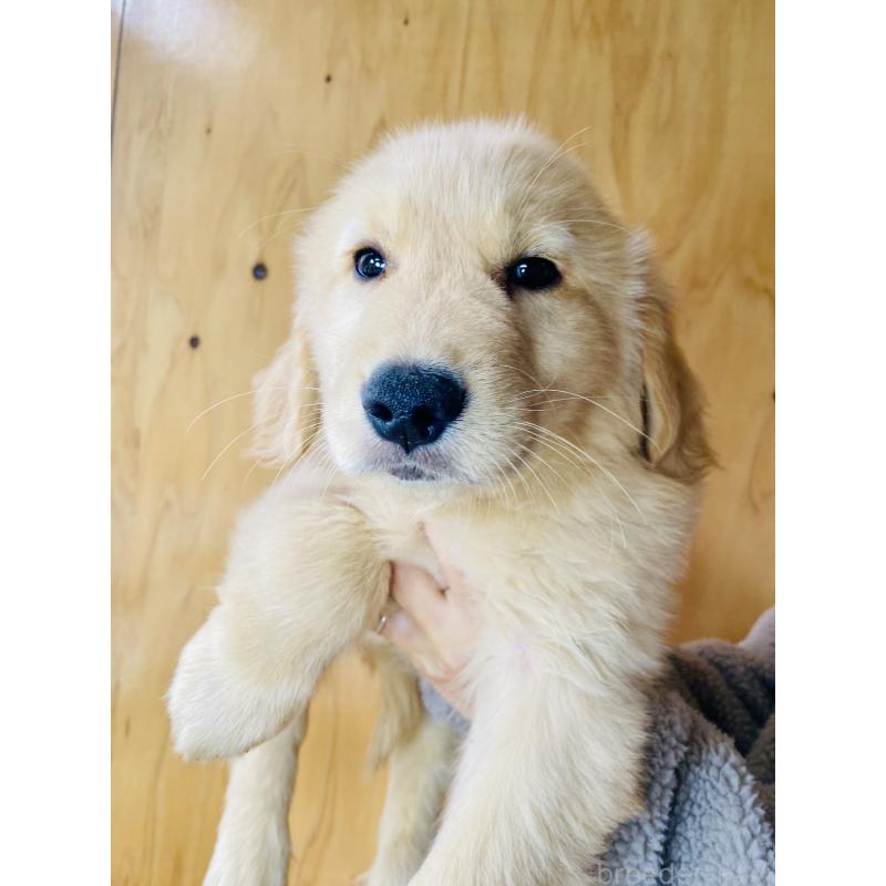 販売中の静岡県のゴールデンレトリーバー-428484の4枚目