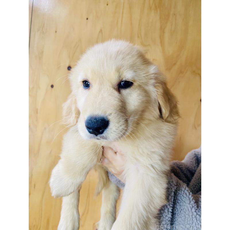 販売中の静岡県のゴールデンレトリーバー-428484の3枚目