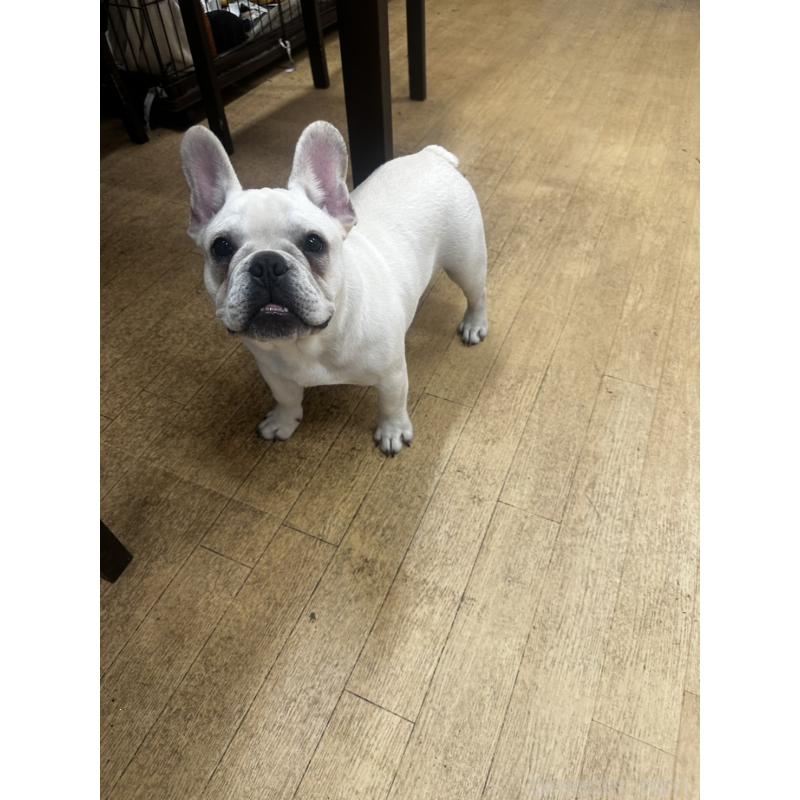 販売中の千葉県のフレンチブルドッグ-409670の5枚目