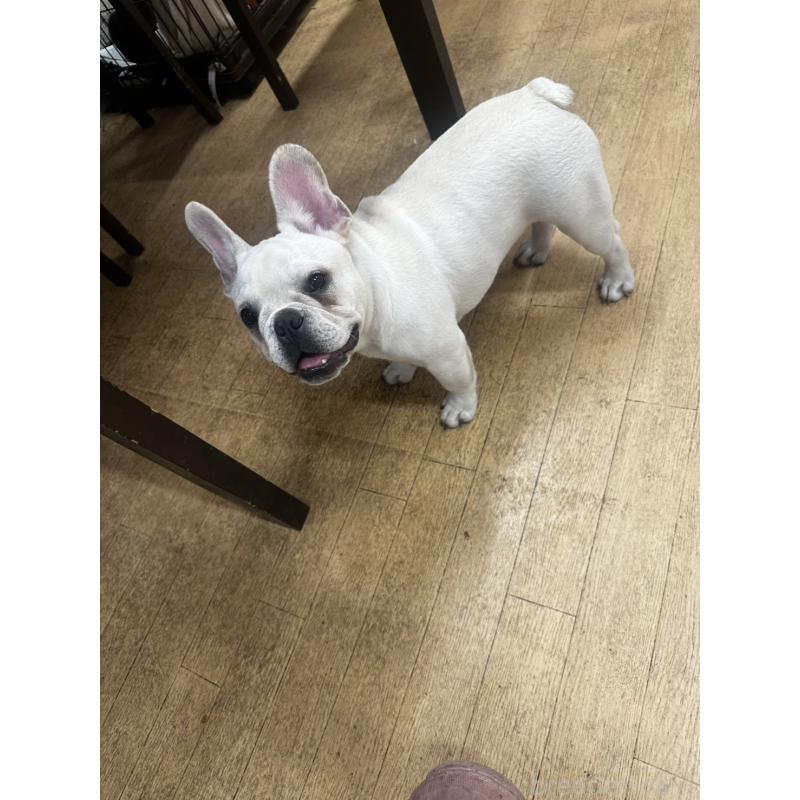 販売中の千葉県のフレンチブルドッグ-409670の4枚目