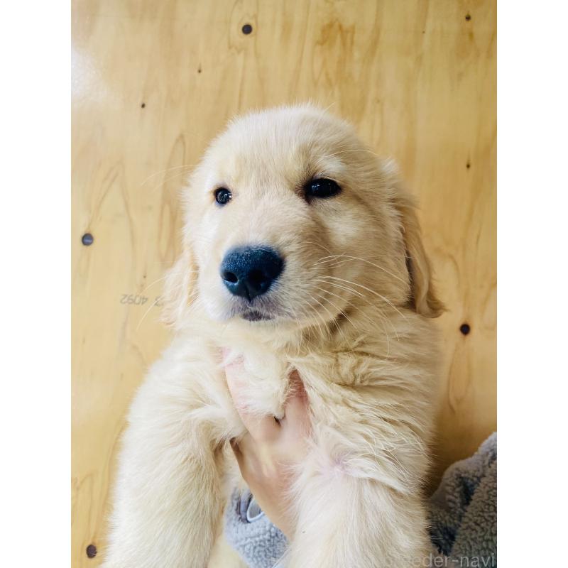 販売中の静岡県のゴールデンレトリーバー-428484の2枚目