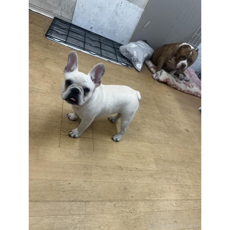 販売中の千葉県のフレンチブルドッグ-409670の3枚目