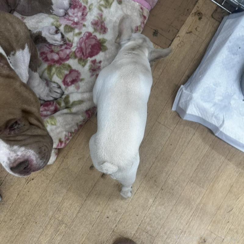 販売中の千葉県のフレンチブルドッグ-409670の2枚目