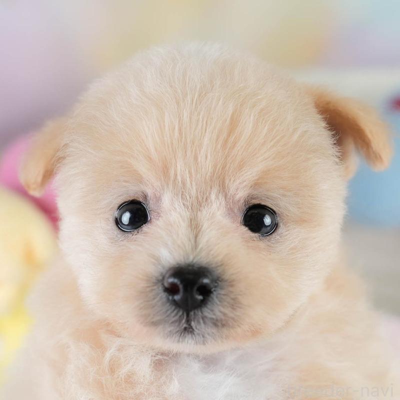 販売中ののポメプー:ポメラニアン×トイプードル-428738