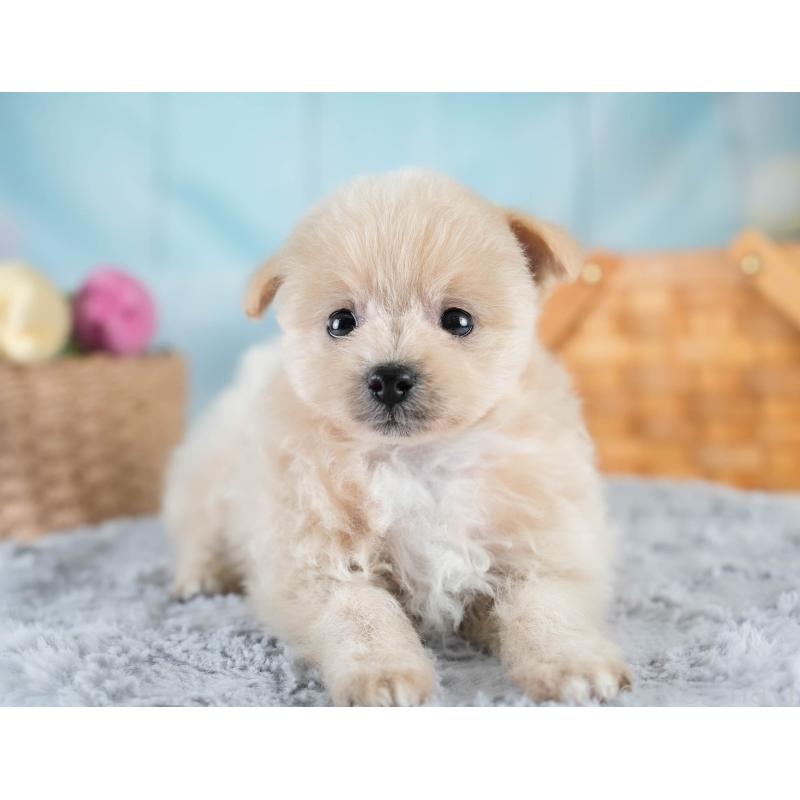 販売中の埼玉県のポメプー:ポメラニアン×トイプードル-428738の10枚目