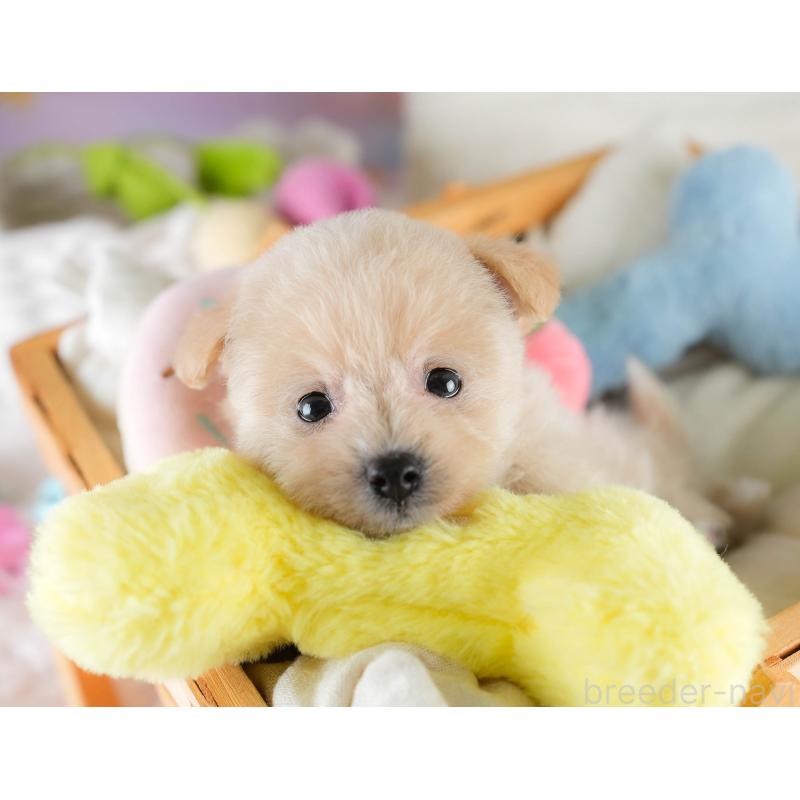 販売中の埼玉県のポメプー:ポメラニアン×トイプードル-428738の9枚目